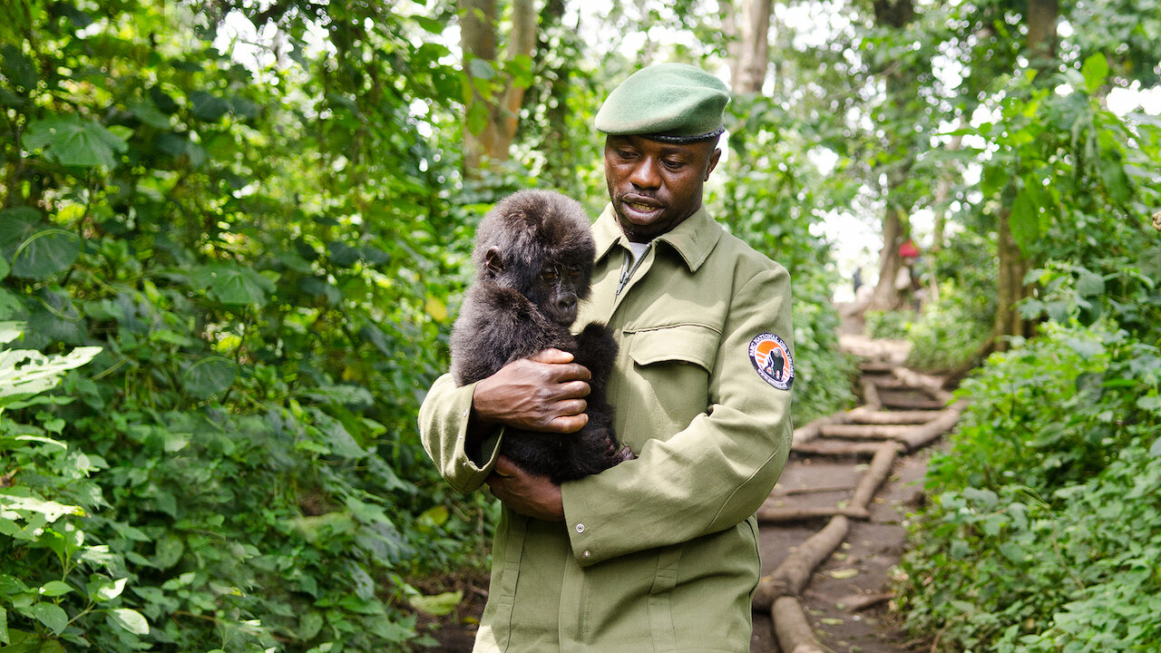 Watch Virunga | Netflix Official Site
